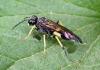 Tenthredo temula